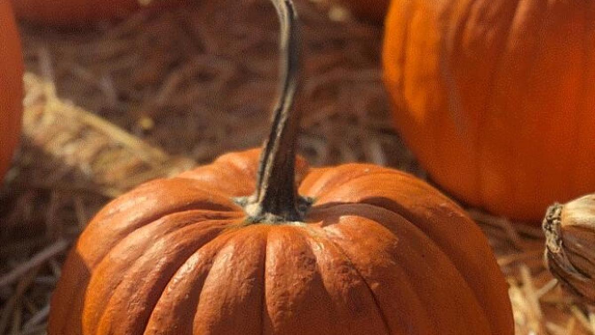 chec-din-fulgi-de-ovaz-si-dovleac--un-desert-excelent-pentru-cei-care-tin-la-silueta_82329300