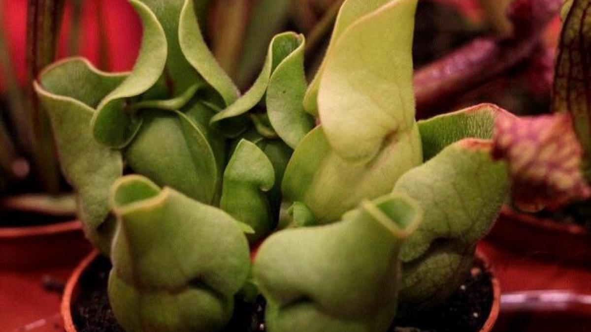 planta-care-este-letala-pentru-muste--tantari-si-alte-insecte---puneti-o-pe-balcon-si-veti-scapa-de-insecte_41168900