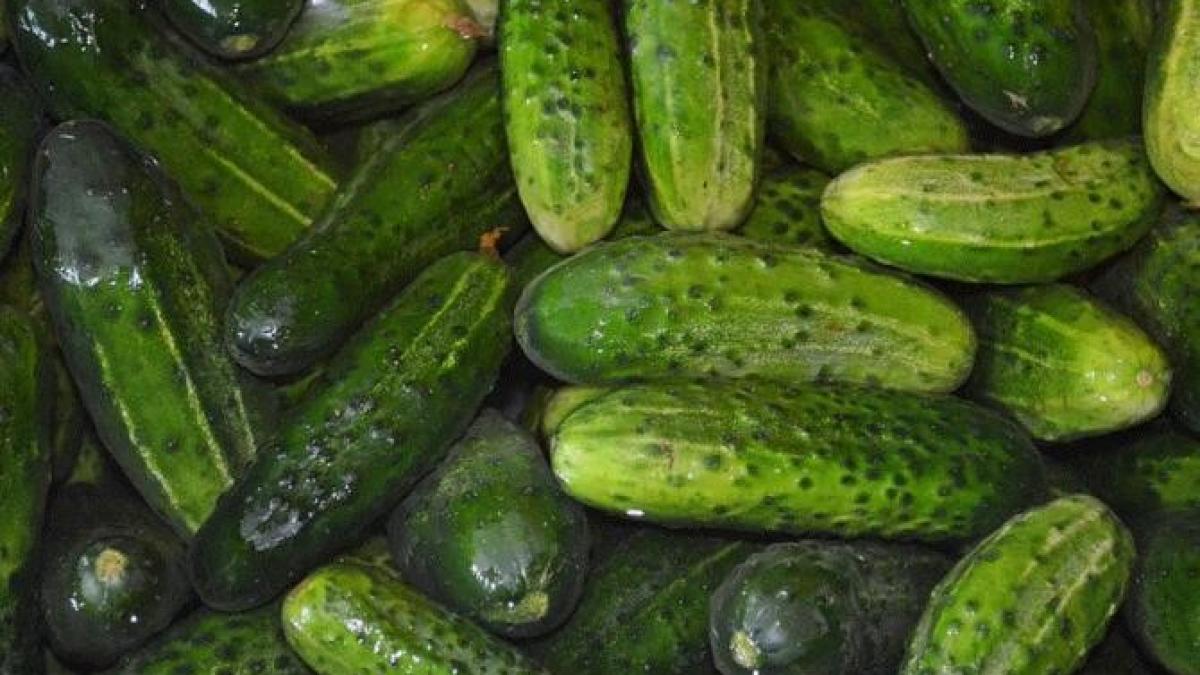 castraveti-murati-cu-mere---legumele-sunt-crocante--iar-saramura-este-delicioasa_39454600