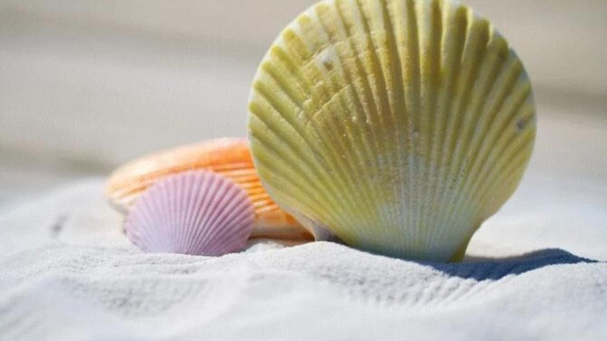 ai-revenit-din-concediu-cu-scoici--adunate-pe-plaja---iata-cum-poti-elimina-mirosul-urat_55170900