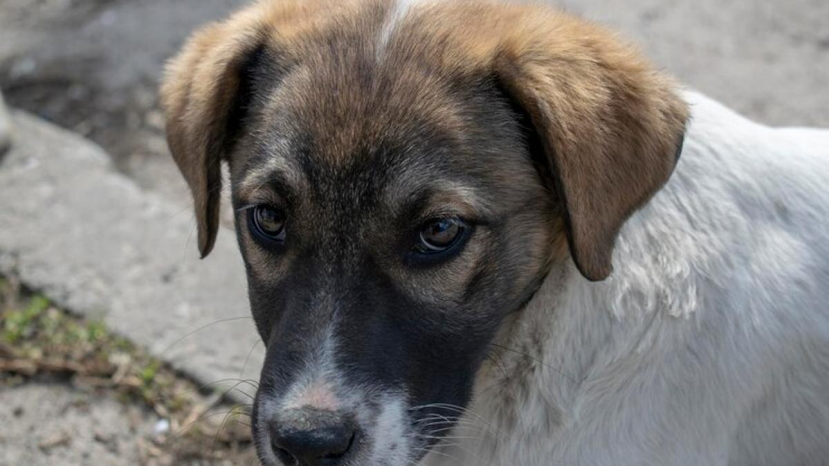 caine-abuzat_22725500