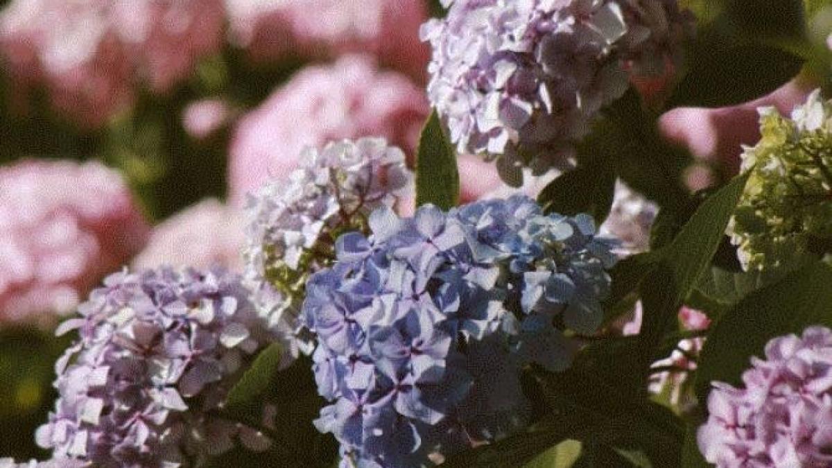 trucul-cu-care-puteti-schimba-culoarea-hortensiilor-din-curte---este-ieftin-si-usor_89953100