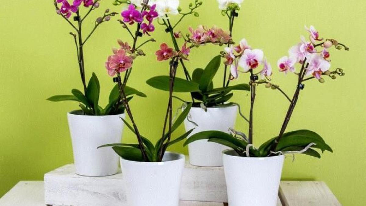 uda-plantele-de-camera-cu-apa-in-care-ai-fiert-pastele-si-bucura-te-de-rezultate_84167700