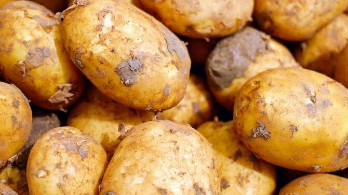 puneti-cateva-lamai-in-lada-cu-cartofi----secretul-gradinarilor-cu-experienta_58818200