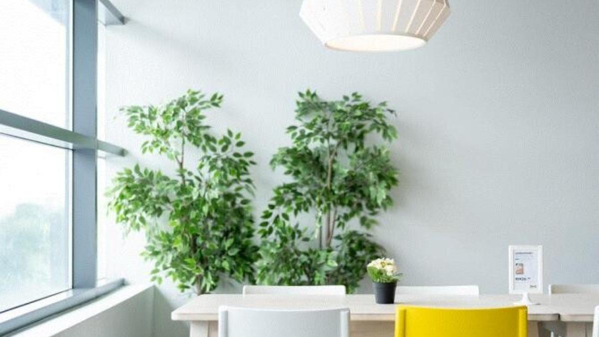 cum-poti-salva-o-planta-de-camera--atacata-de-musculite--ai-nevoie-de-un-chibrit-si-ai-scapat-de-problema_75703600