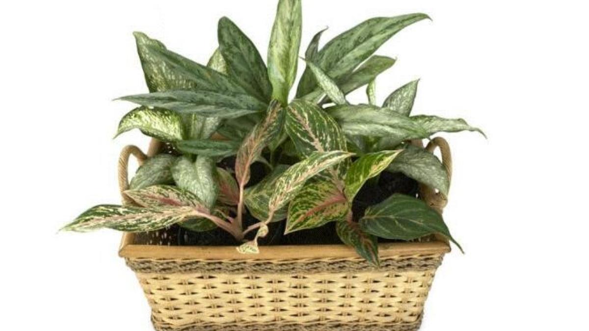 doua-plante-care-nu-se-tem-de-intuneric-si-infrumuseteaza-fiecare-incapere-a-casei_27940700