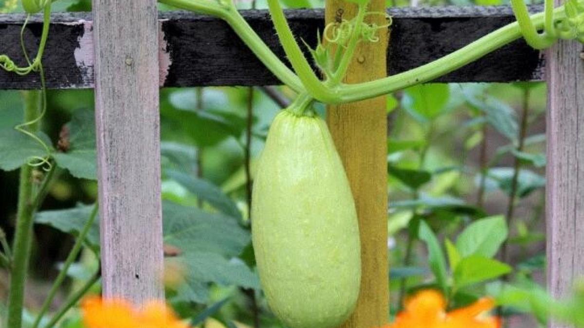 dovlecel-cu-gust-de-ananas---o-reteta-neobisnuita-si-extrem-de-buna_73559100