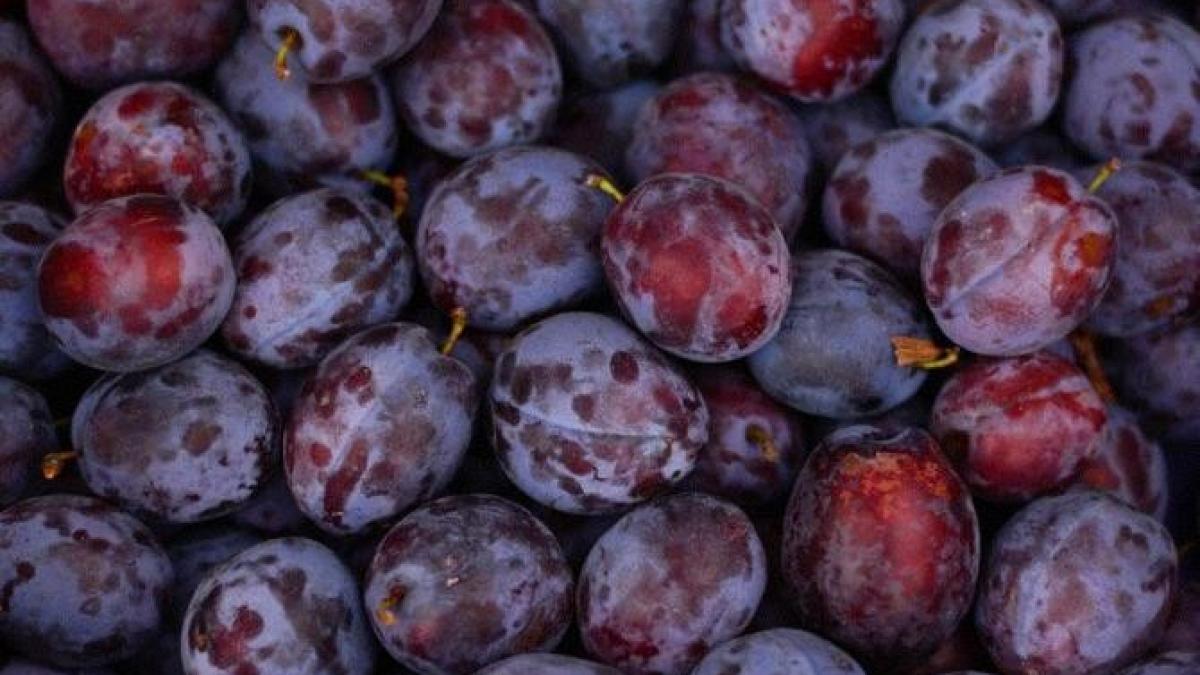 prune-murate-pentru-iarna--inlocuiesc-maslinele-si-sunt-extrem-de-bune--reteta-rapida_04263200