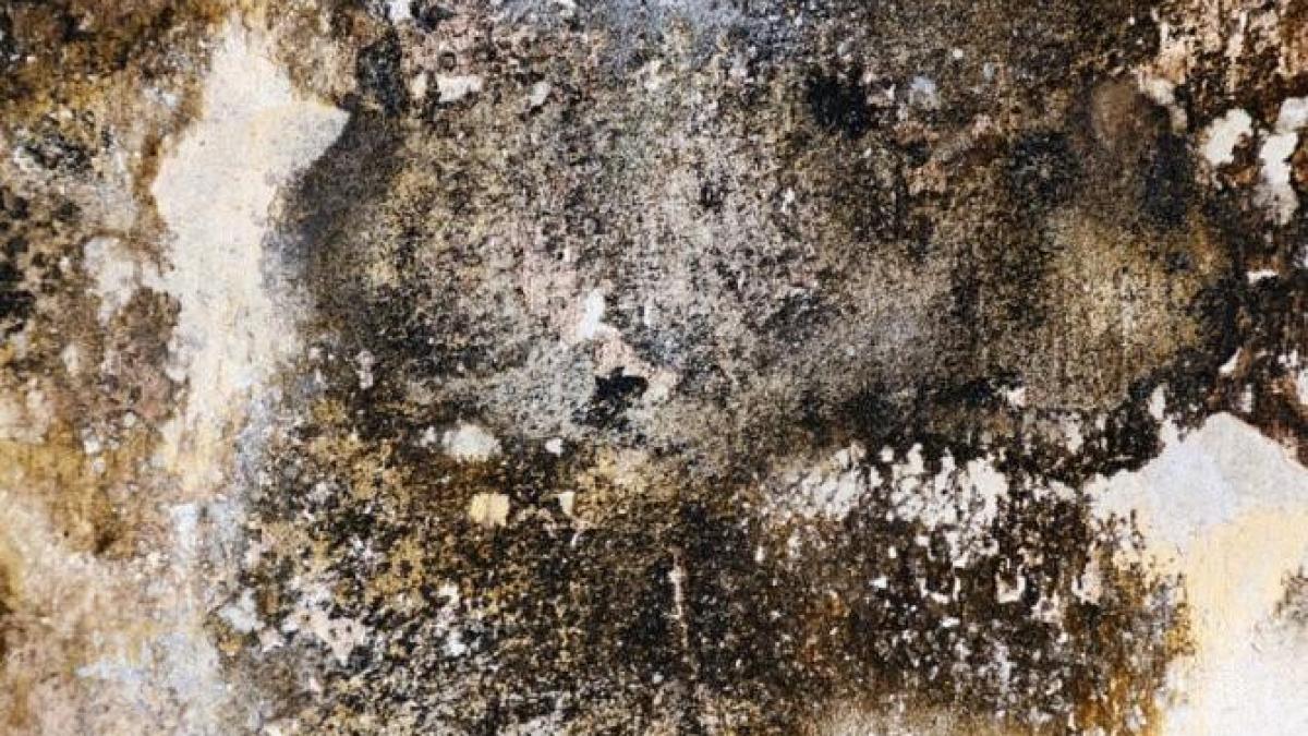 scapa--rapid--de-mucegaiul-de-pe-peretii-casei----patru-sfaturi-eficiente--ca-sa-l-elimini-pentru-totdeauna_85737700