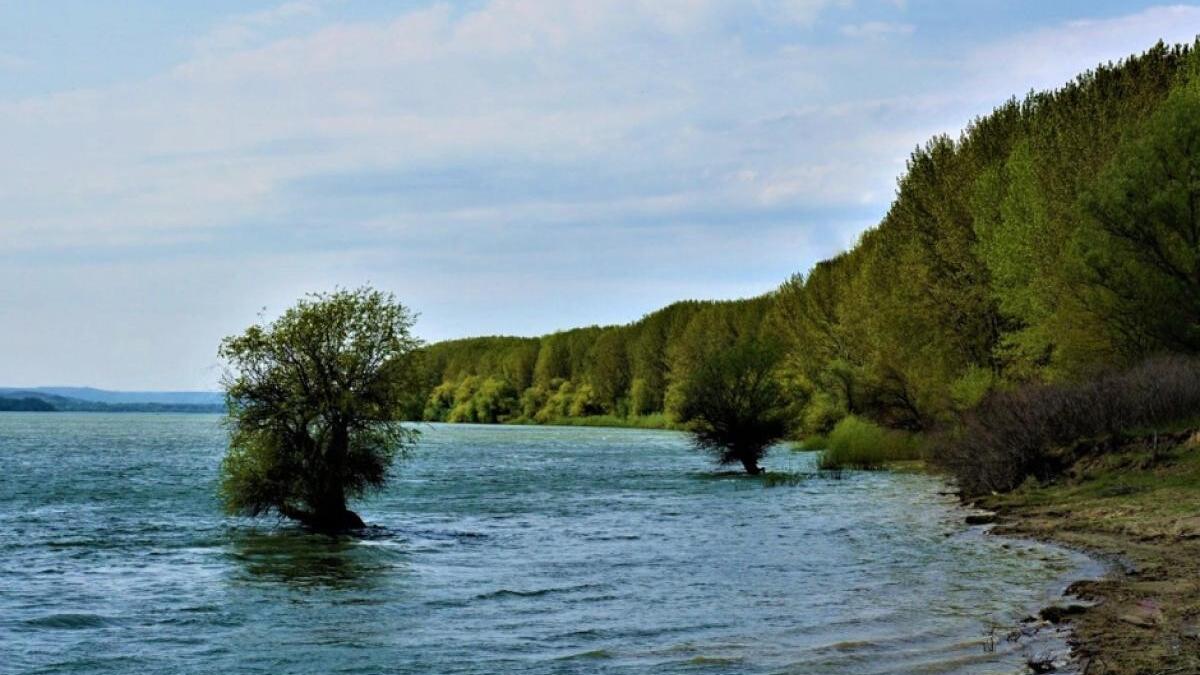 uniunea-internationala-pentru-conservarea-naturii-a-declarat-ca-disparuta-din-dunare-o-specie-de-sturioni-wwf_44993100