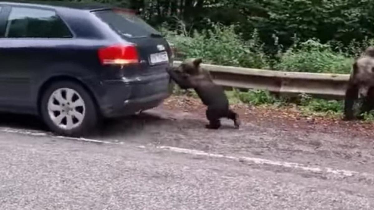 pui-de-urs-masina-ajutor-sofer_71119100