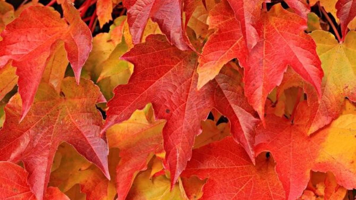 vreme_toamna_foto_pexels_33253400