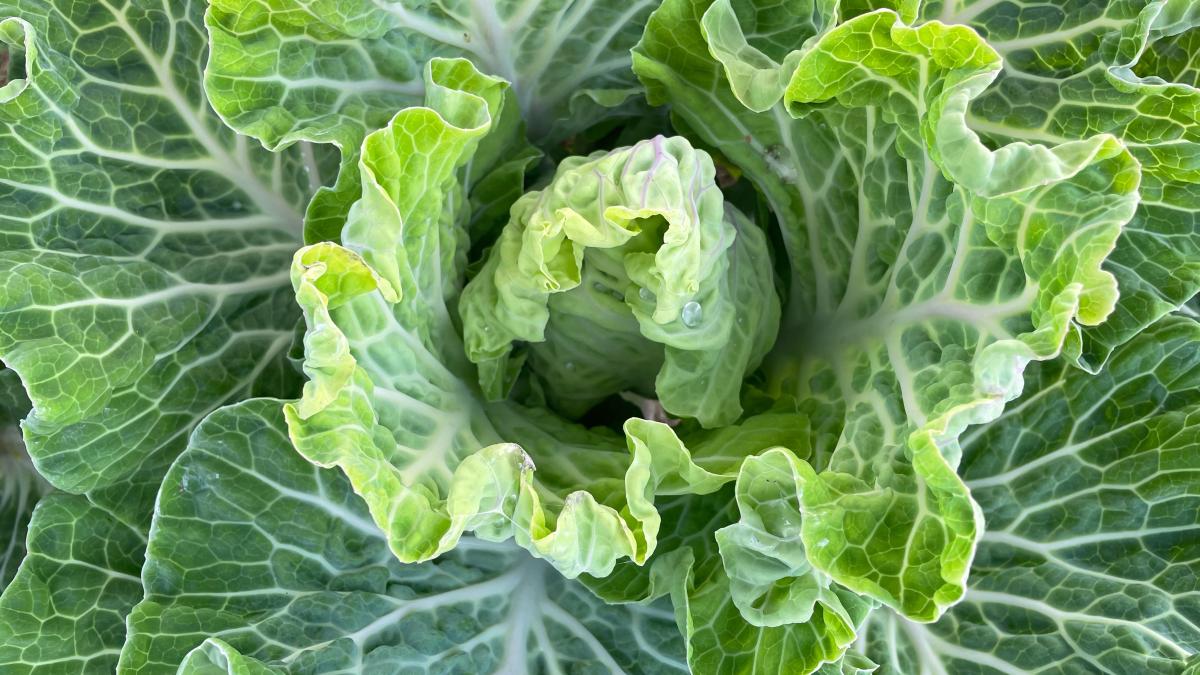 comprese-cu-varza_00647000