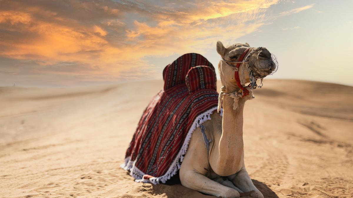 lapte-de-camila_37801700