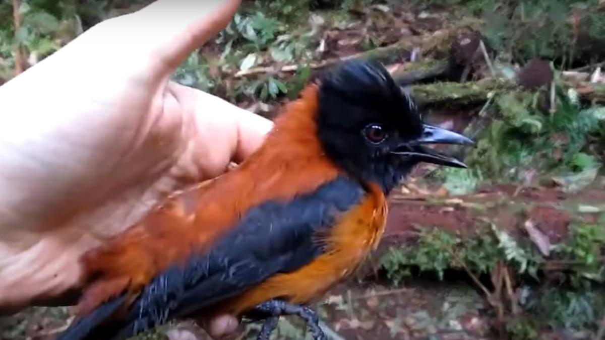 pasare-cu-gluga_49624100