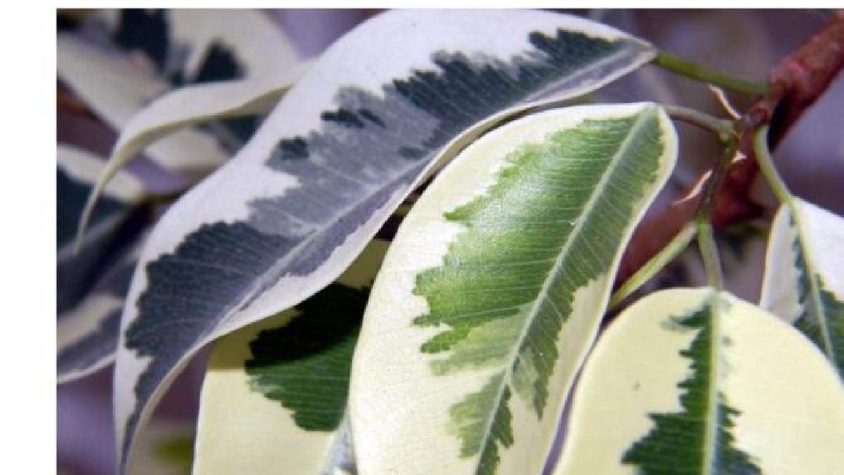 patru-plante-care-racoresc-o-incapere-fara-aer-conditionat---cumpara-le-si-tu-pentru-confortul-casei_17029100