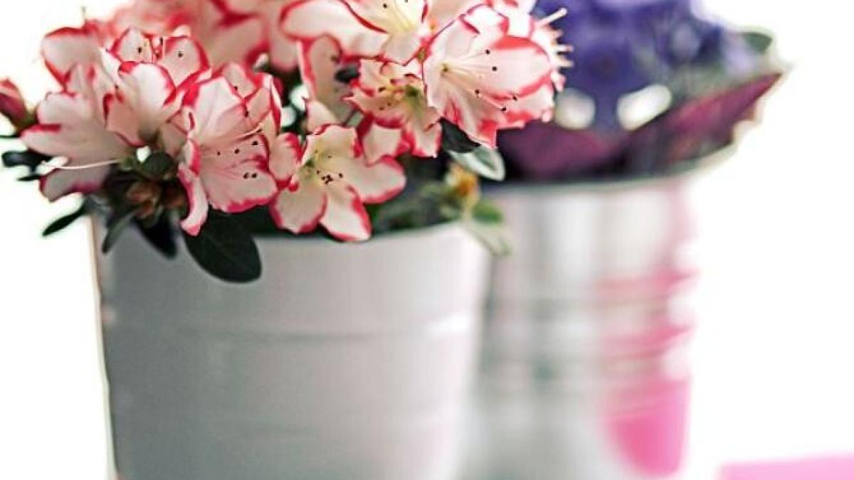 trei-plante-care-trebuie-scoase--imediat--din-casa---aduc-saracie-si-necazuri_65658400