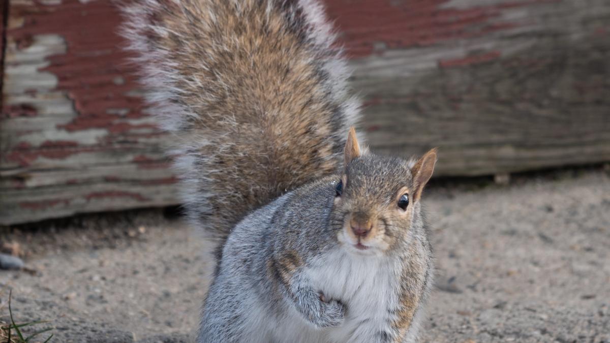 veverita-pexels-john-howard-10992555-1_12202900