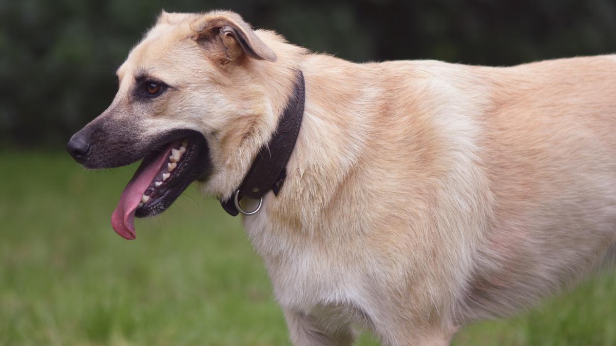 studiu-riscul-de-dementa-pentru-caini-creste-in-fiecare-an-dupa-varsta-de-10-ani--iata-ce-sa-faci_88452900