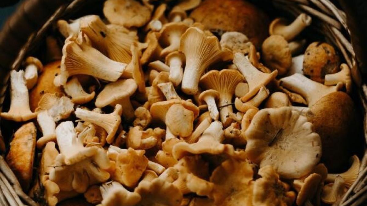 cultiva-ciuperci-pleurotus-acasa---cum-sa-obtii-o-recolta-bogata-chiar-in-bucatarie_06020800