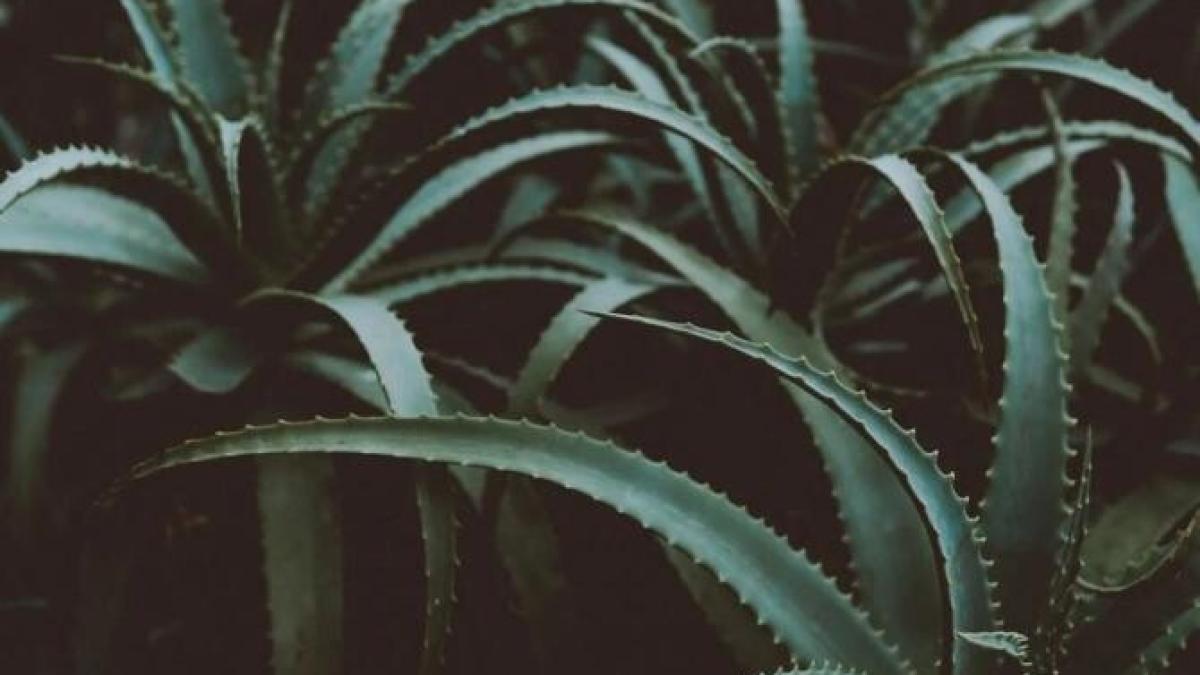 patru-plante-frumoase-pe-care-trebuie-sa-le-ai-in-casa--sunt-usor-de-ingrijit-chiar-si-iarna_93840300