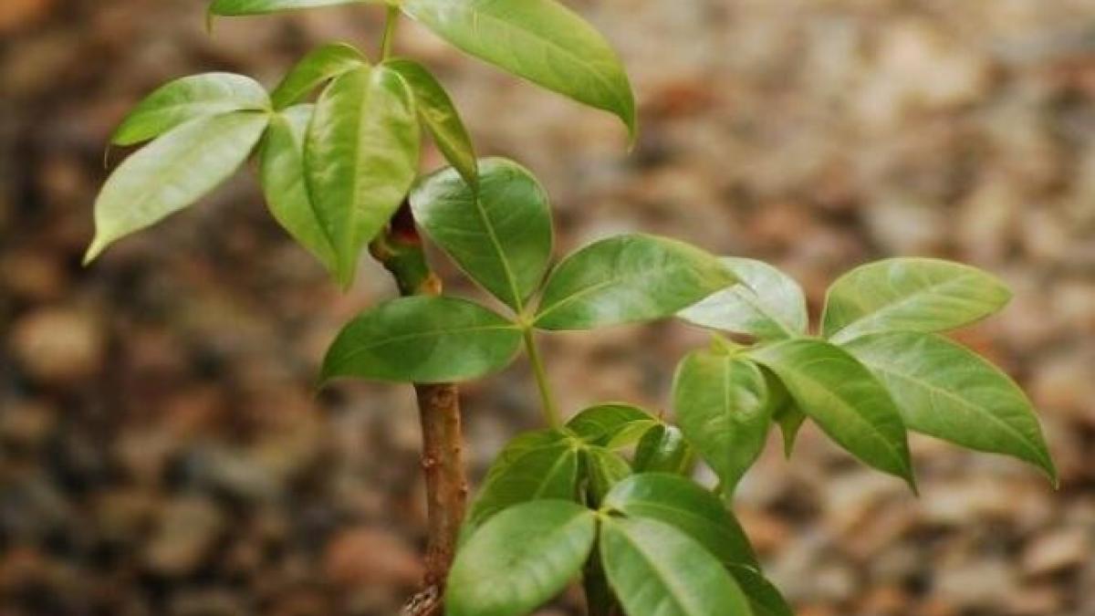 arborele-banilor-va-inflori-mereu--daca-veti-urma-aceste-sfaturi--planta-atrage-prosperitate-si-succes_93106900