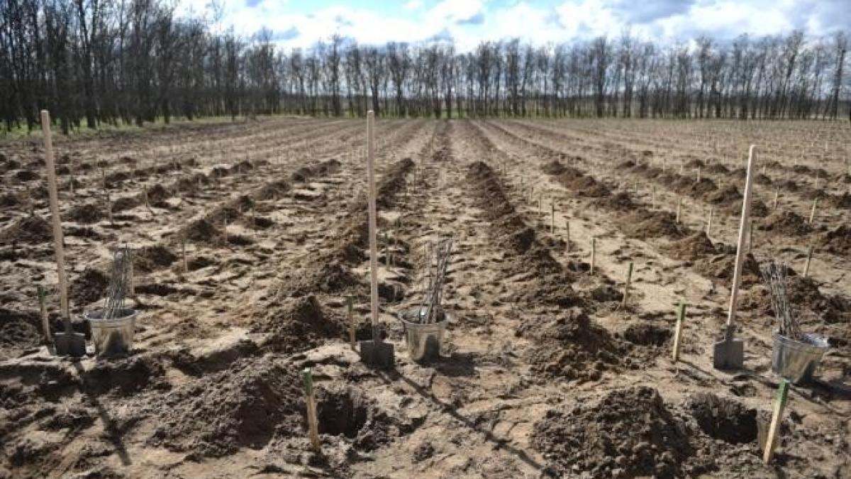 actiunile-de-impadurire-din-acest-an_16861800