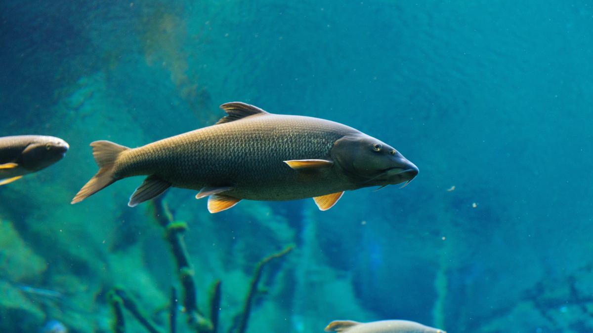 criza-pestilor-morti_84052700