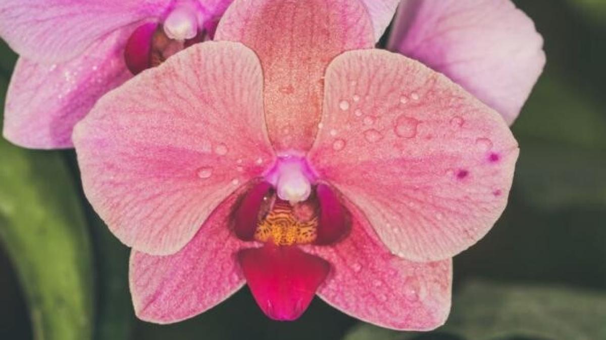 elixir-magic-pentru-cresterea-si-inflorirea-orhideelor---iata-cum-trebuie-sa-procedezi_91814700