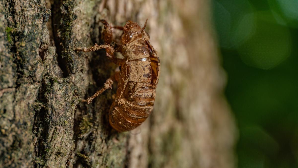 sibiul-napadit-de-o-specie-invaziva-de-insecta_73725400