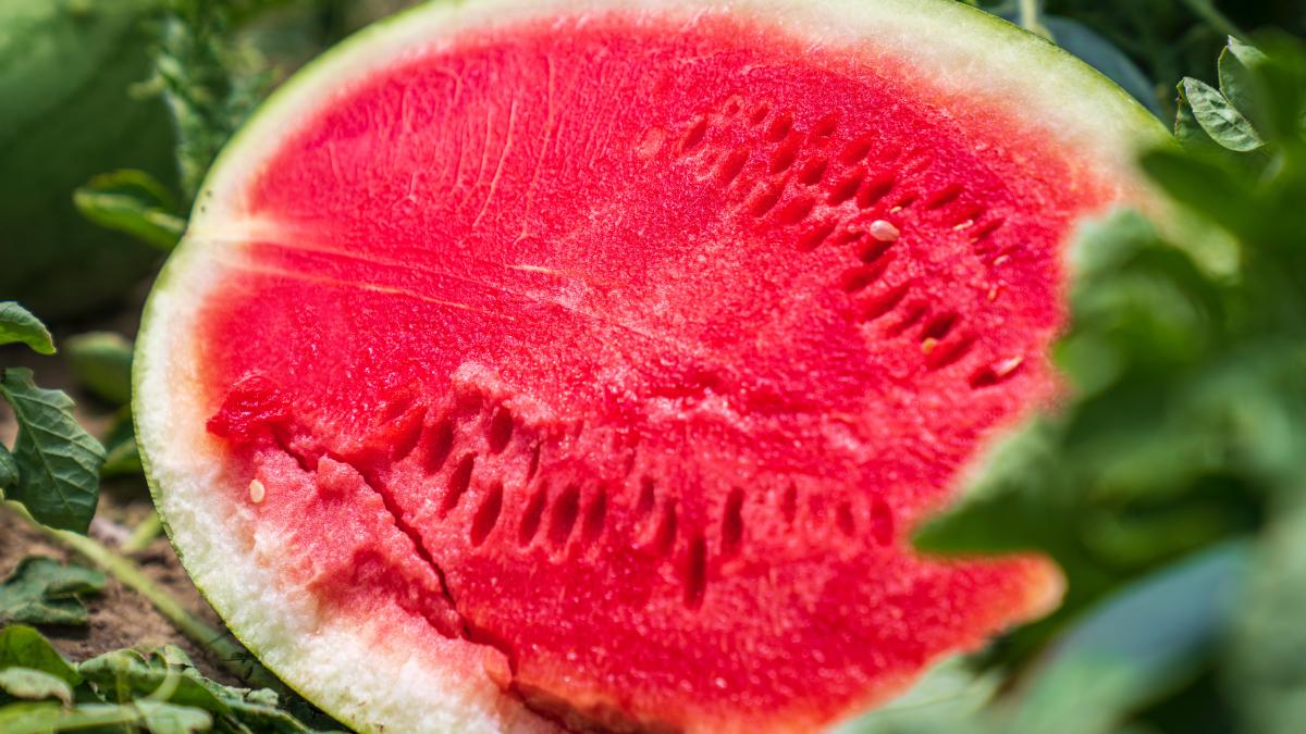 zodii-fructe-pepene-pexels-mark-stebnicki-12746883_10593600