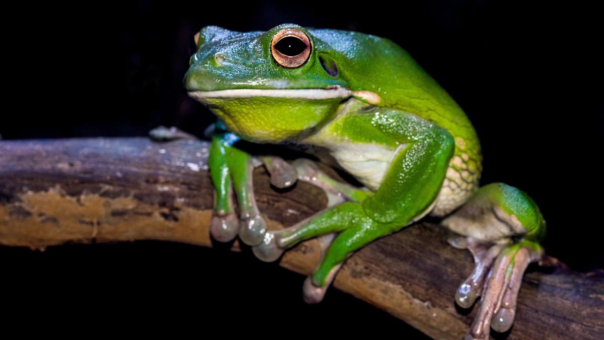 baterii-din-picioare-de-broasca_32066700