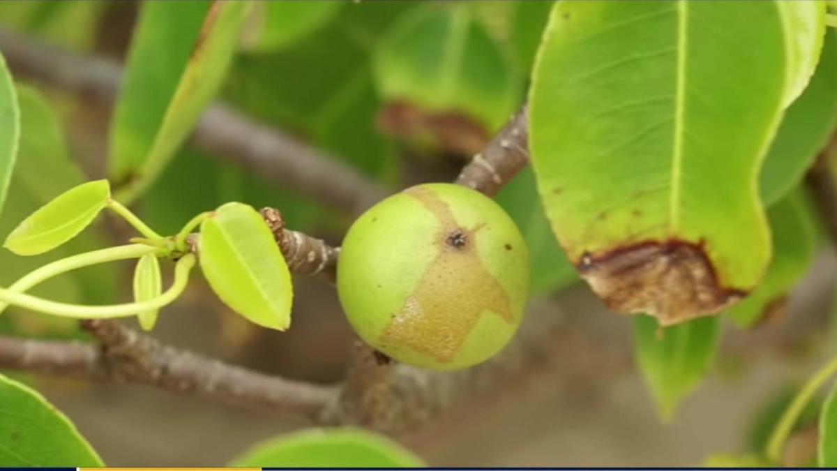 copacul-periculos-pe-care-nu-trebuie-sa-il-atingi-niciodata--poate-provoca-cancer-si-chiar-moartea--nu-incerca-sa-ii-dai-foc--iti-arde-plamanii_23658600