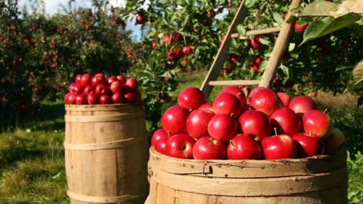 cum-sa-alegi-cele-mai-dulci-si-mai-suculente-mere----tineti-minte-cateva-trucuri-cu-care-nu-veti-gresi_89324700