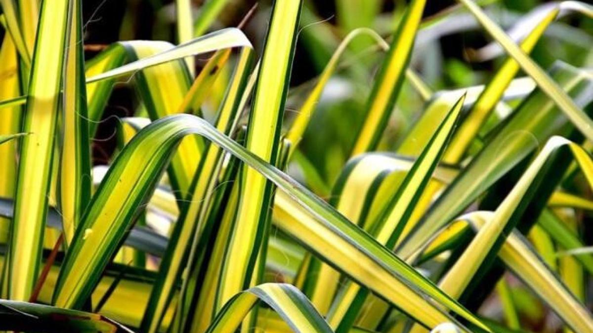 sapte-plante-de-interior-care-aduc-noroc--bani-si-fericire----creste-le-in-casa-si-viata-ta-se-va-schimba_88455800