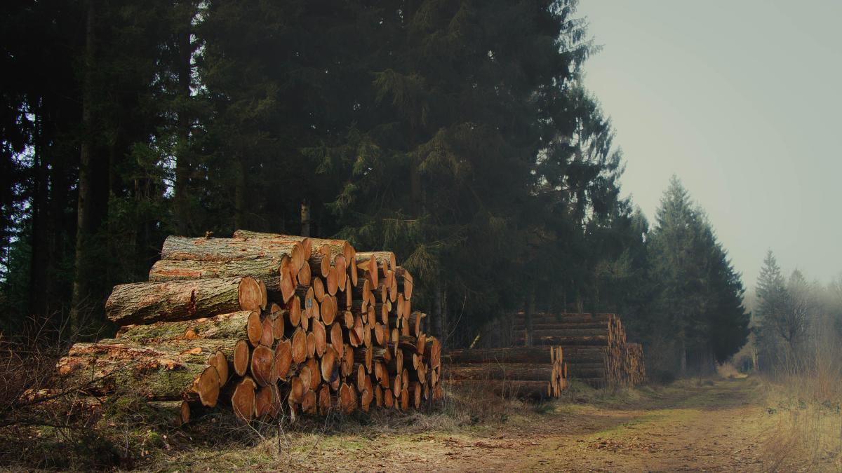 padure--lemn-taiat--pelet--subventii_40326900