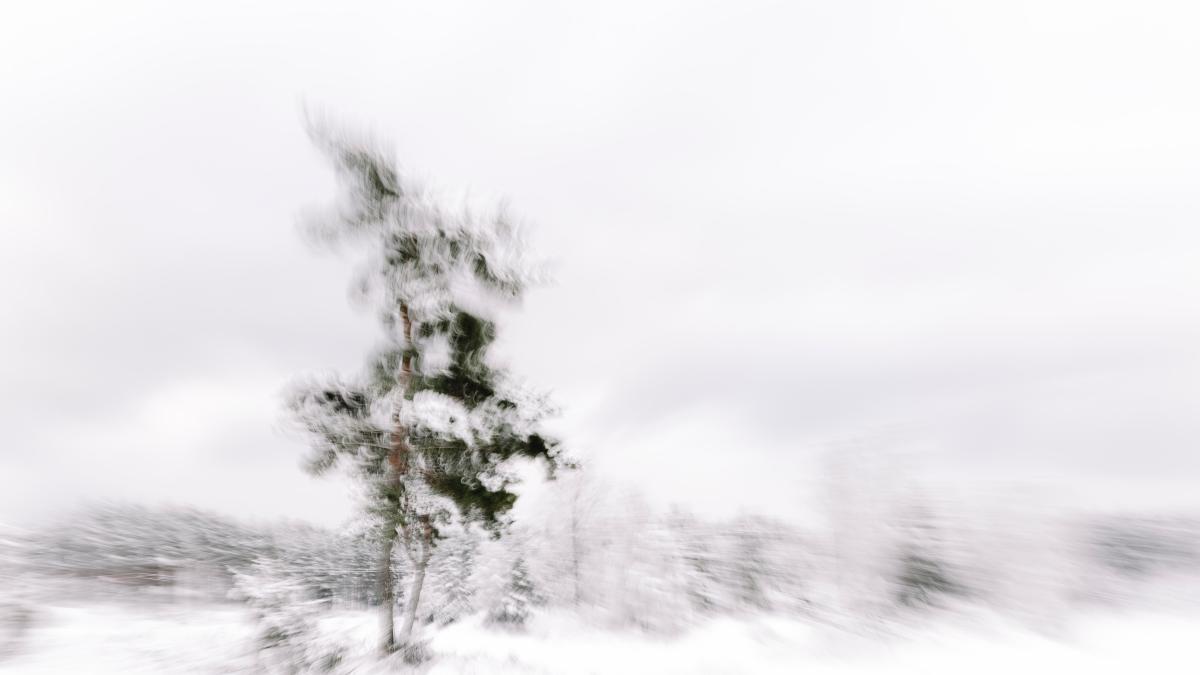 furtuna-alba_34071200