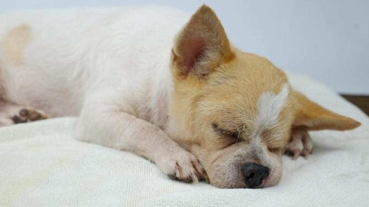 catel_care_doarme_foto_pexels_22450300