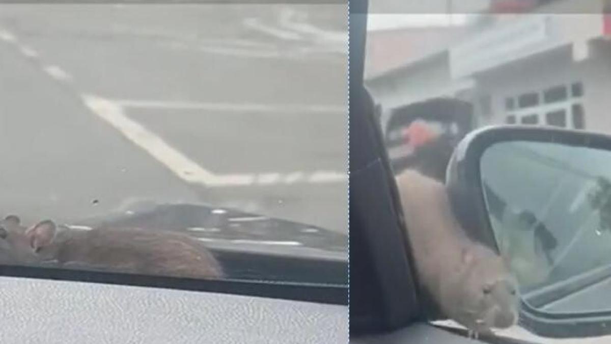 imagini-de-groaza-in-cartierul-militari-din-bucuresti--un-sobolan-a-sarit-pe-masina-unui-tanarprc-c2prc-a0_62235100