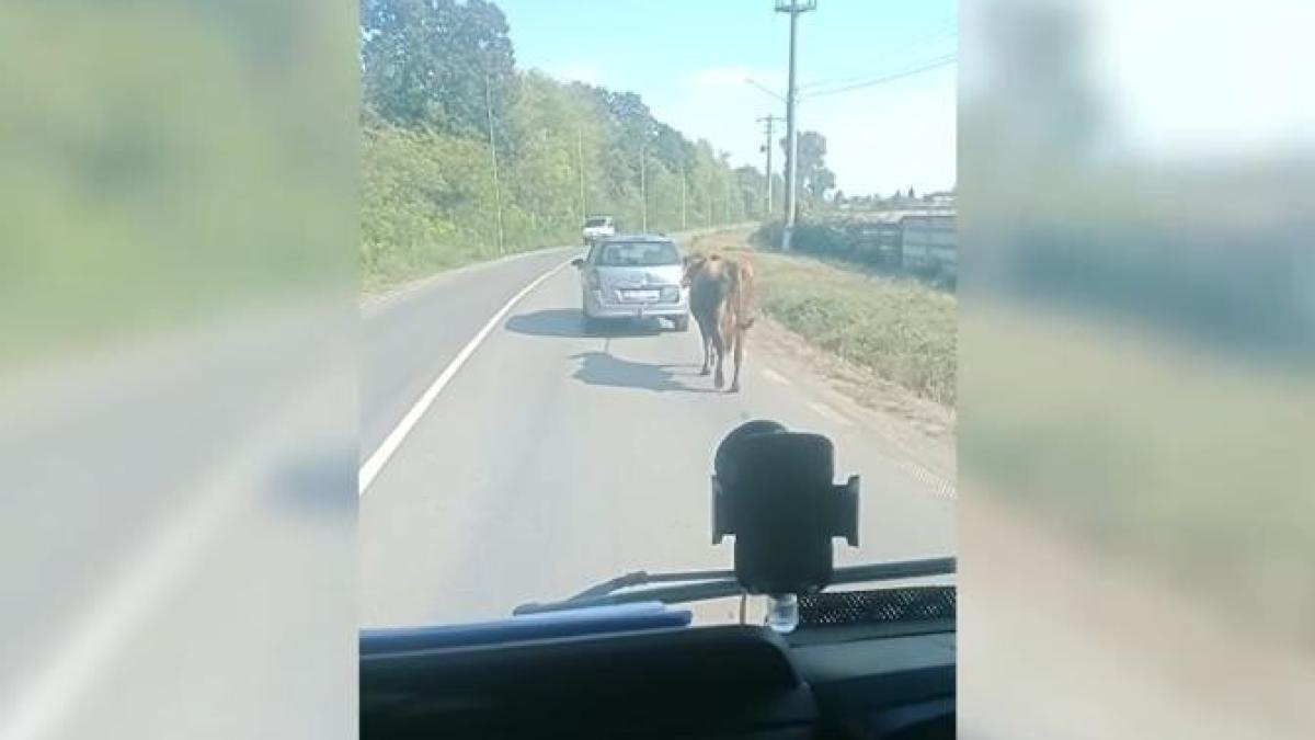 vaca_legata_sofer_masina_captura_24384800