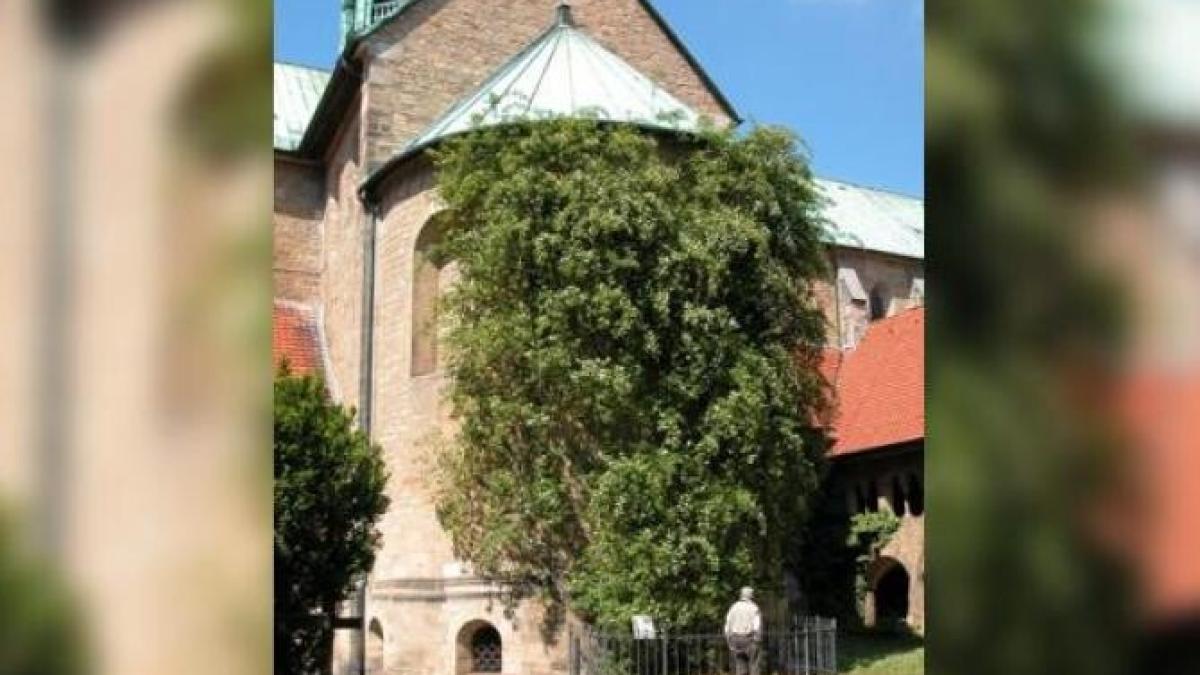 trandafirul-de-o-mie-de-ani-al-catedralei-din-hildesheim_13103300