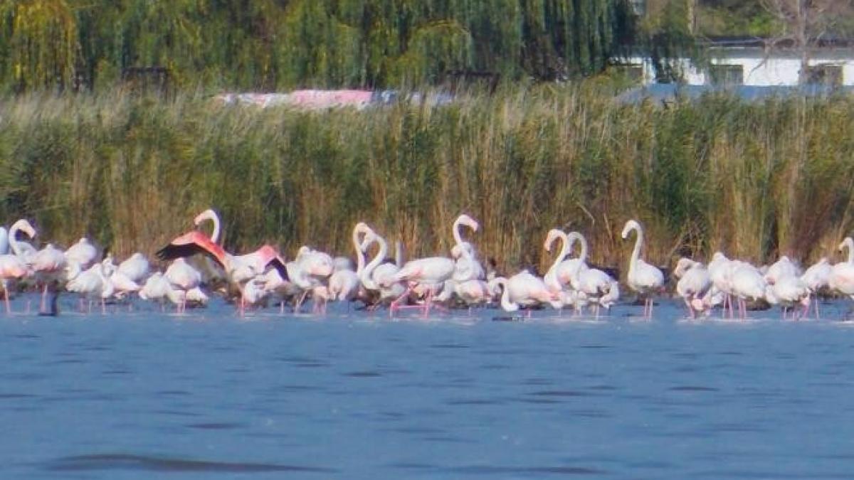 sute-de-pasari-flamingo-au-poposit-pe-un-lac-de-langa-jurilovca--locuitor--suntem-cei-mai-norocosi-din-judet_43763100