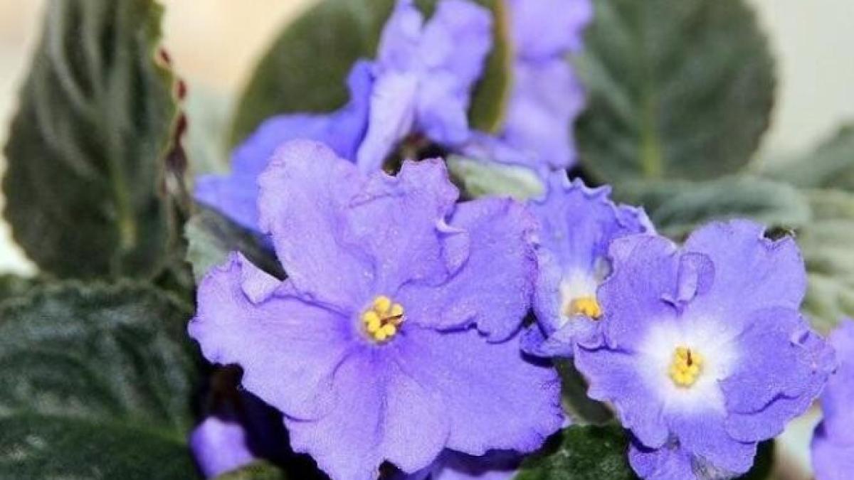 opt-plante-de-interior-potrivite-pentru-baie---transforma-camera-intr-o-oaza-de-verdeata_18770400