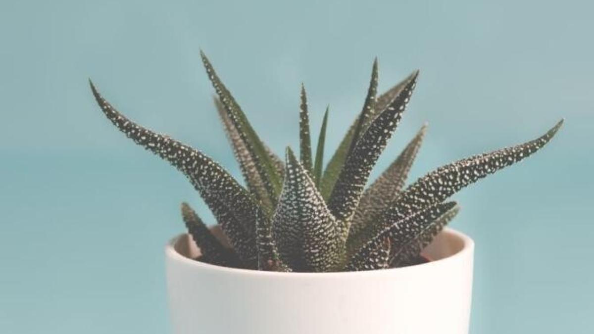 pune-bile-de-vata-in-ghivecele-plantelor-de-interior--secretul-gradinarilor-cu-experienta--dezvaluit_09040400