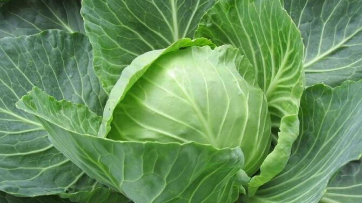 cea-mai-delicioasa-salata-de-varzaprc-c2prc-a0cu-castraveti-si-mazare-verde--reteta-zilei_97153500