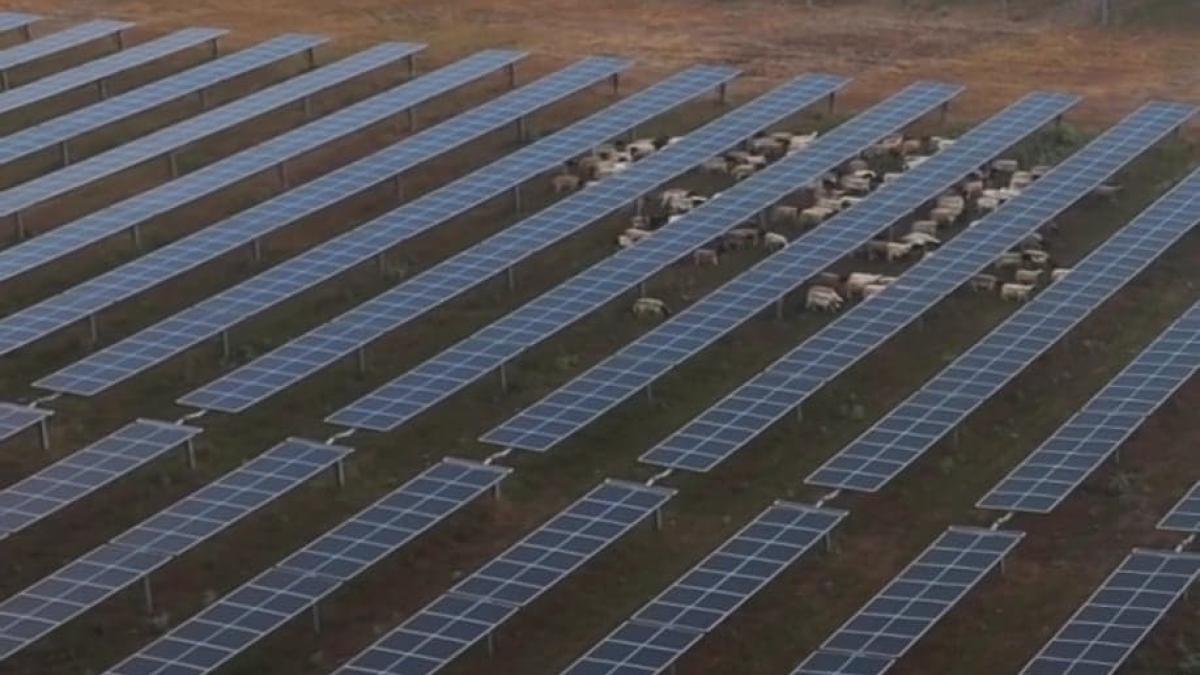 pastoritul--o-afacere-profitabila-in-sua--oile-sunt-masinile-de-tuns-iarba-preferate-din-industria-panourilor-solare_74131700