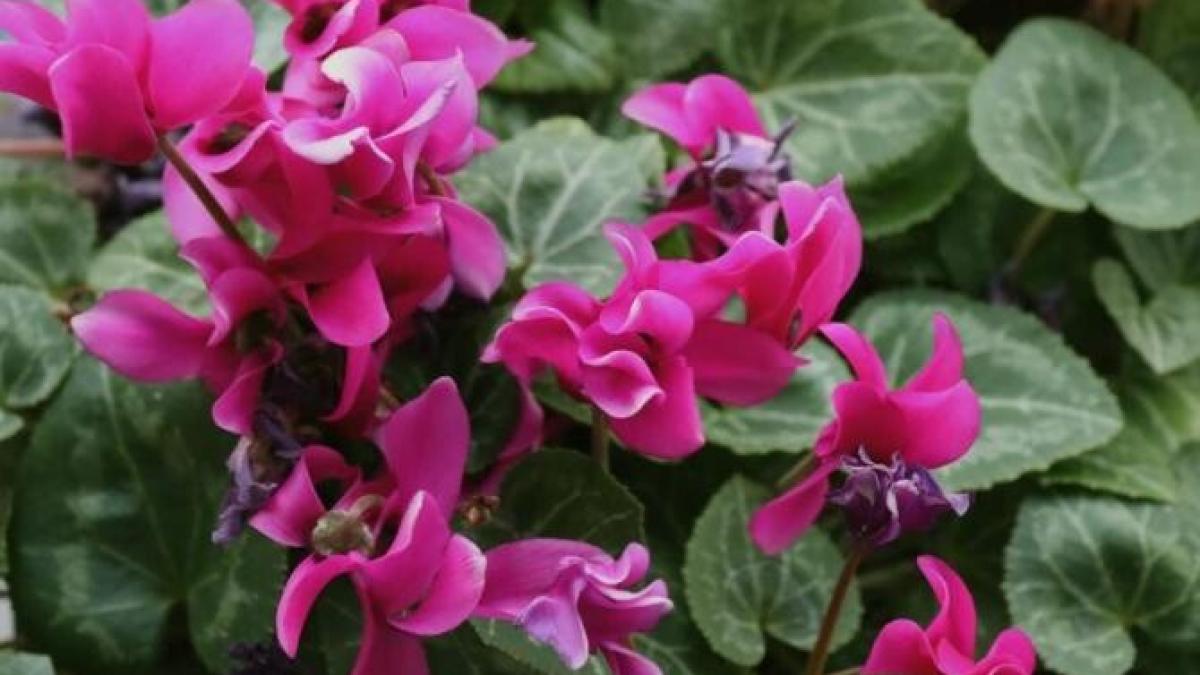 trei-plante-de-camera-iti-aduc-succes-si-bogatie--daca-le-ingrijesti-cu-dragoste--te-transforma-in-milionar_26631600