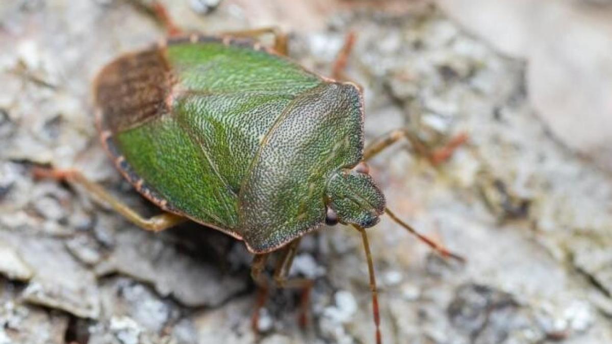 tineti-plosnitele-departe-de-casa--ferestre-si-balcoane-cu-2-solutii-parfumate_19097000