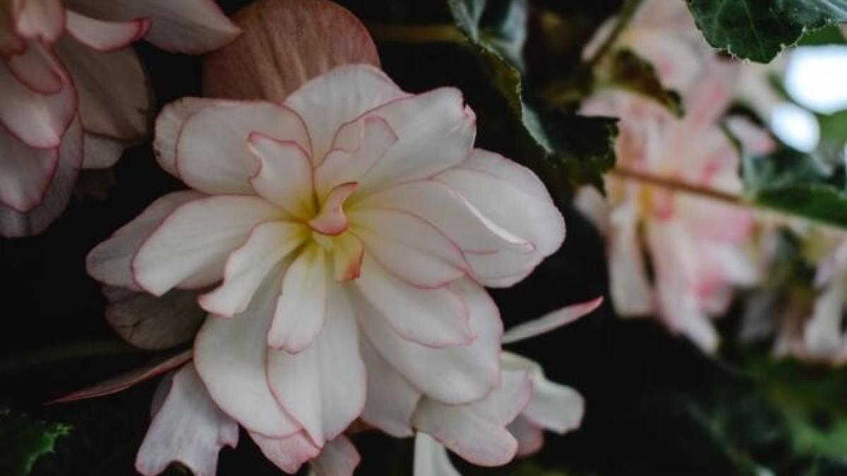 trei-plante-ornamentale-de-interior-care-nu-mor-niciodata-si-rezista-tot-timpul-anului_43575900