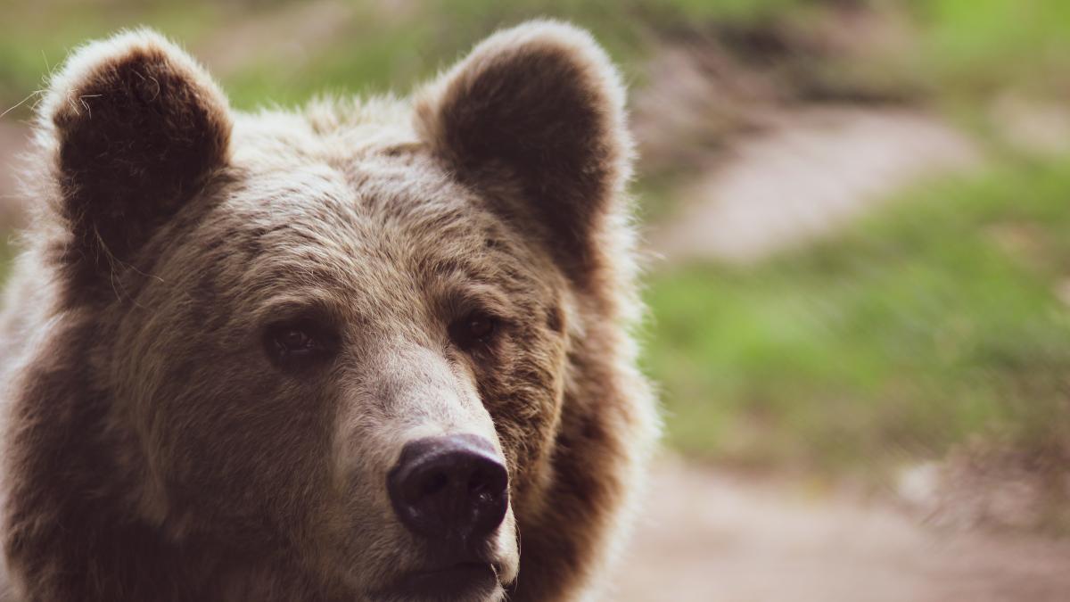 cel-mai-prc-e2prc-80prc-9dpoliticosprc-e2prc-80prc-9d-urs--o-femeie-a-dat-nas-in-nas-cu-bestia-pe-care-a-rugat-o-ceva_63379600